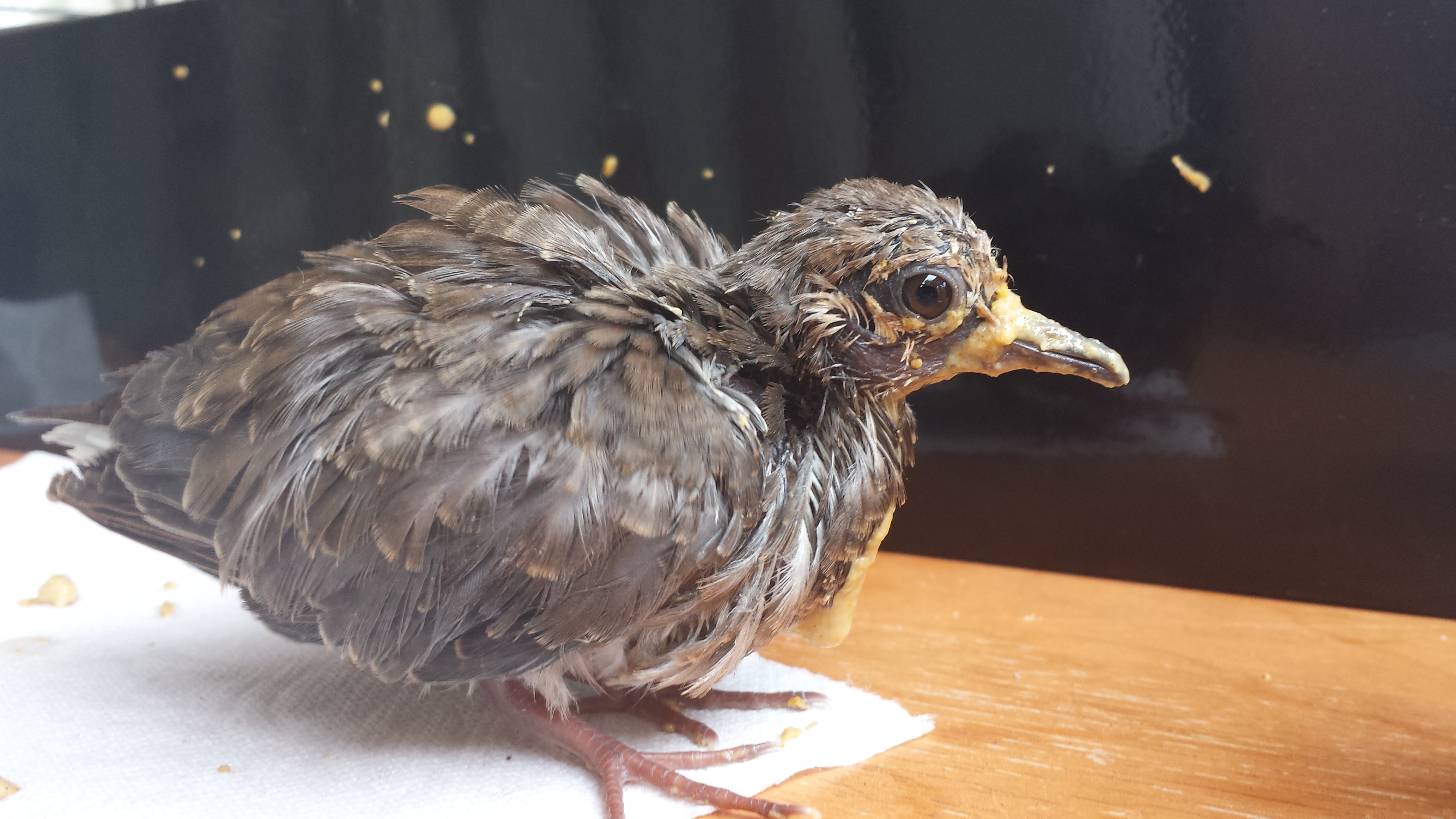 Feeding A Baby Mourning Dove Armafair Com