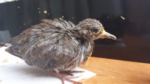 Baby dove after feeding