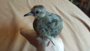 Mourning Dove Is Growing Fast