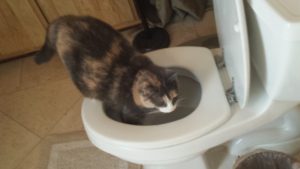 cat drinking from toilet