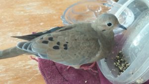 mourning-dove-update